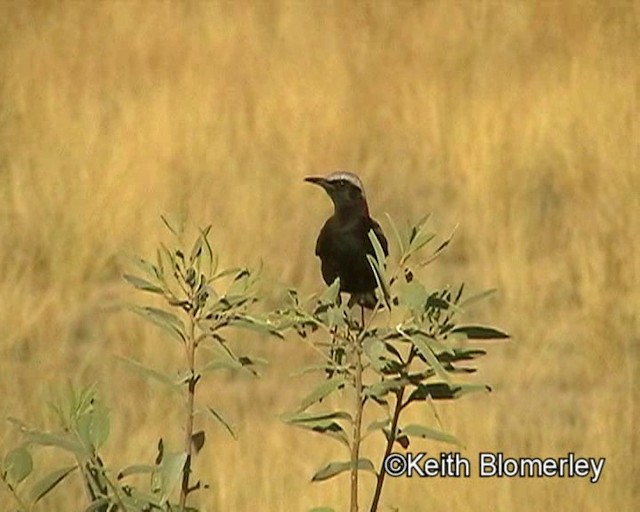 Mountain Wheatear - ML201014191