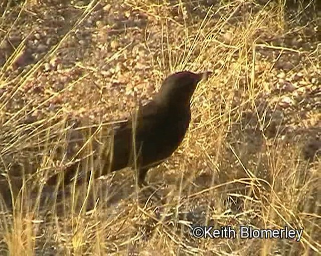 Mountain Chat - ML201014201