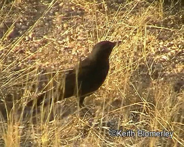 Mountain Wheatear - ML201014201