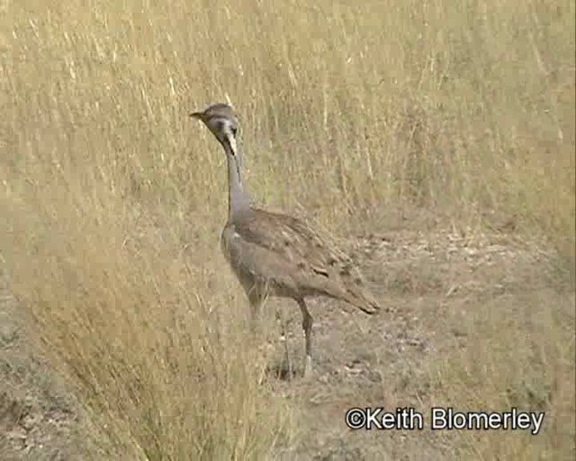 Rüppell's Bustard - ML201014221