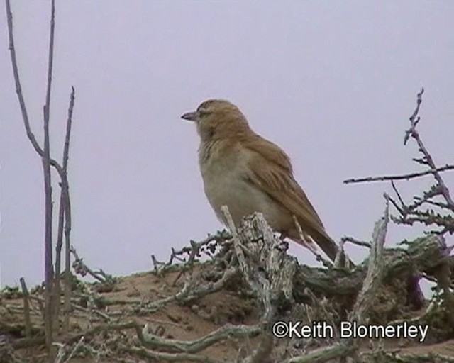 Rotdünenlerche (erythrochlamys) - ML201014241