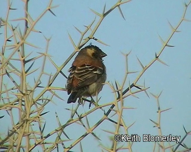 Cape Sparrow - ML201014261