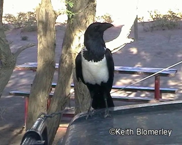 Pied Crow - ML201014271