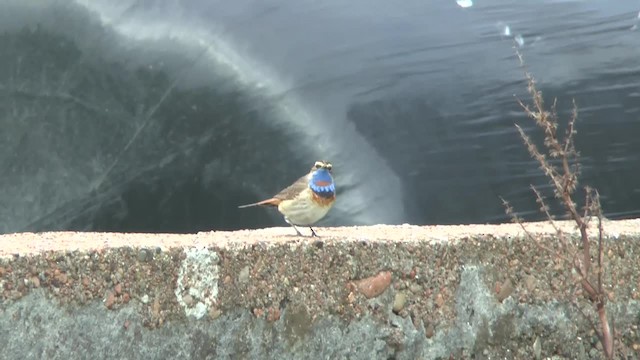 Bluethroat (Red-spotted) - ML201014451