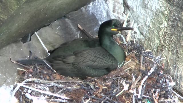 Cormoran huppé (aristotelis) - ML201014501