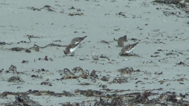 Sanderling - ML201014521