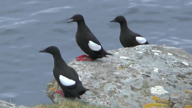 Guillemot à miroir (groupe grylle) - ML201014541