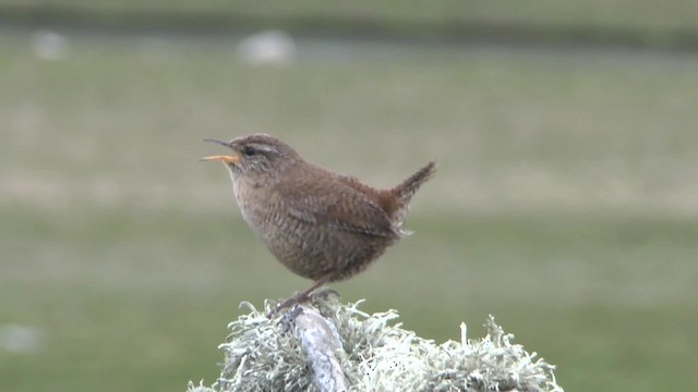 Eurasian Wren (Shetland) - ML201014551