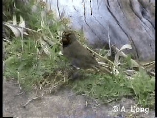 キマユクビワスズメ - ML201014671