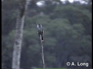 アオボウシエメラルドハチドリ（versicolor グループ） - ML201014731