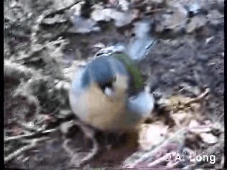 マデイラズアオアトリ - ML201014761