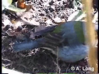 マデイラズアオアトリ - ML201014771