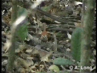 Ochre-cheeked Spinetail - ML201014811