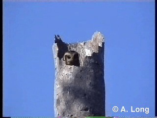 Bare-legged Owl - ML201014861