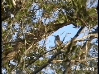 La Sagra's Flycatcher - ML201014881