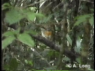 Black-cheeked Gnateater - ML201014891