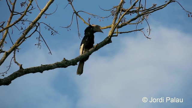 Black-and-white-casqued Hornbill - ML201014981