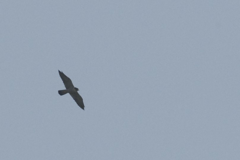 Peregrine Falcon - ML20101501