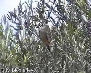 Croaking Ground Dove - ML201015051