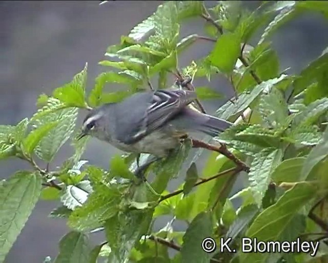 Cinereous Conebill (Cinereous) - ML201015061