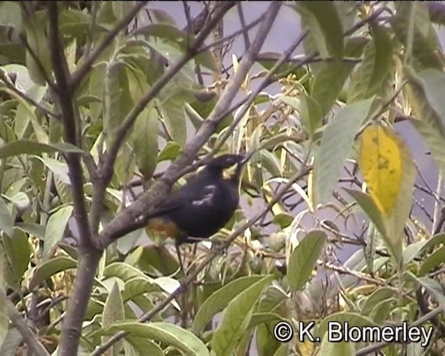 Bıyıklı Çiçekdelen (albilinea) - ML201015081