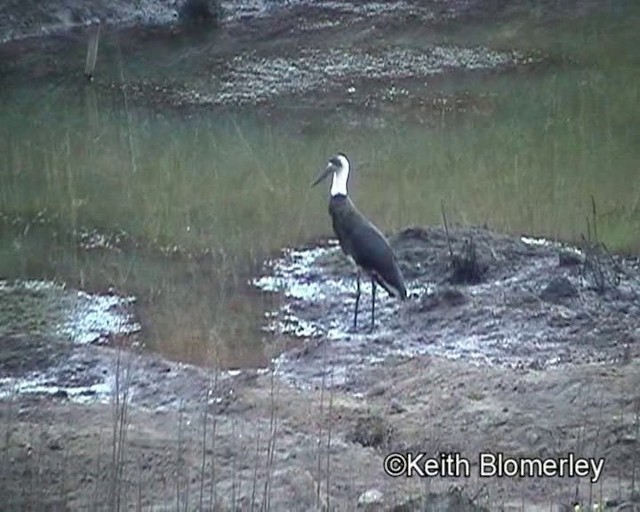 African Woolly-necked Stork - ML201015101