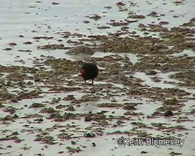 African Oystercatcher - ML201015111