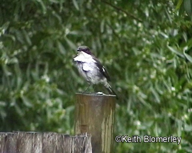 Fiscal Flycatcher - ML201015141