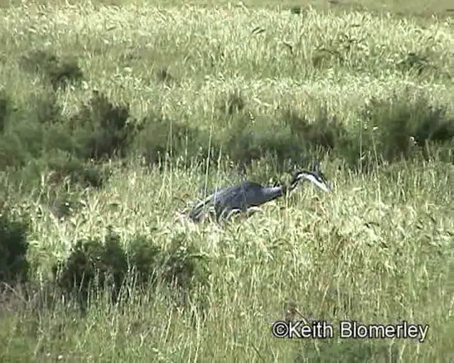 Black-headed Heron - ML201015161