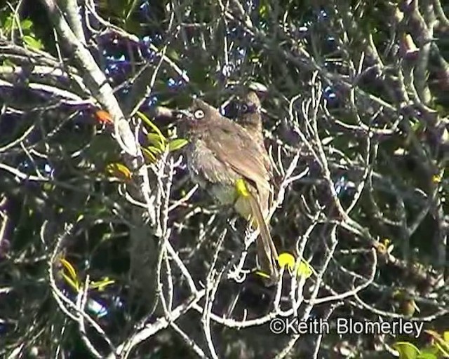 Bulbul de El Cabo - ML201015171