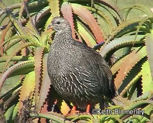 Cape Spurfowl - ML201015191