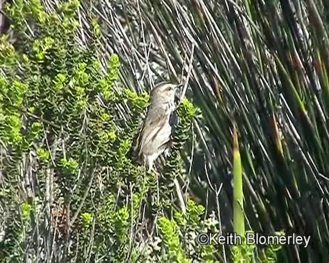 Karoo Prinia - ML201015201