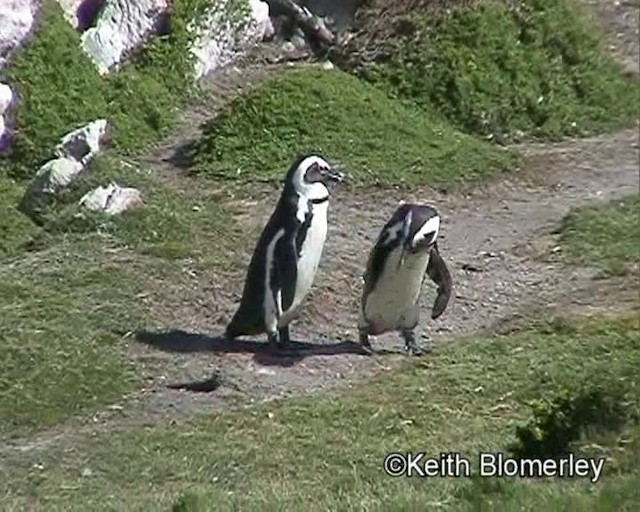 African Penguin - ML201015241