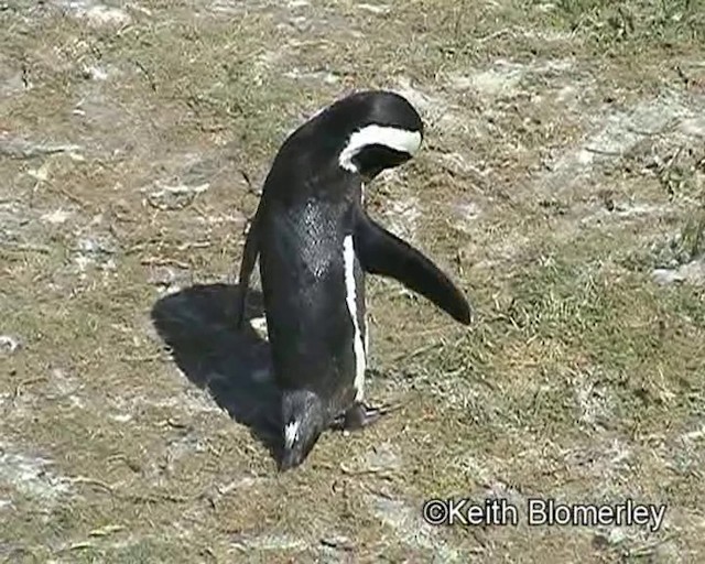 African Penguin - ML201015261