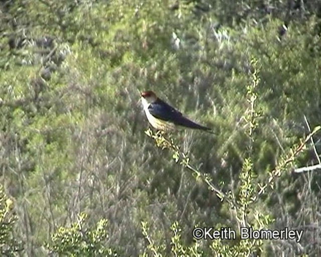 Greater Striped Swallow - ML201015281