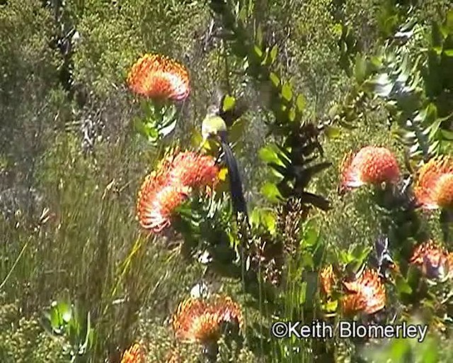 cukernatka kapská - ML201015291