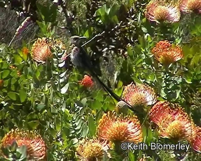 cukernatka kapská - ML201015301