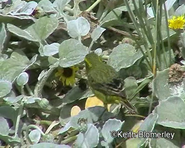 Yellow Canary - ML201015311