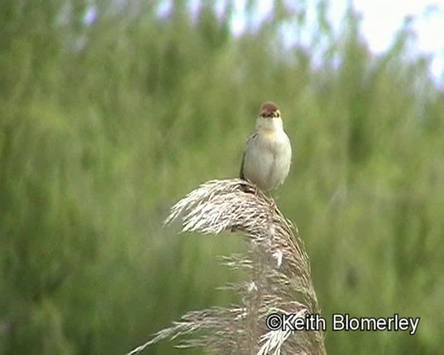 Levaillant's Cisticola - ML201015321