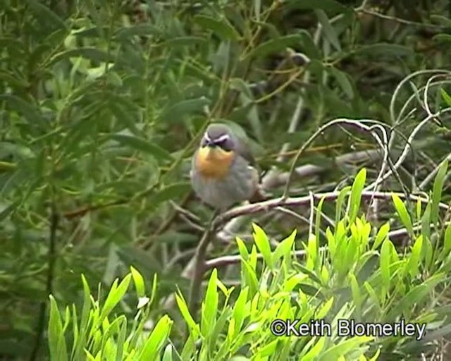 Cape Robin-Chat - ML201015341