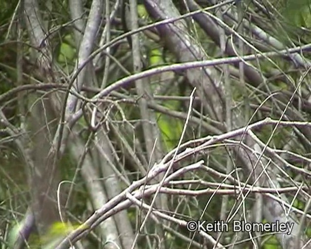 Cape Robin-Chat - ML201015351