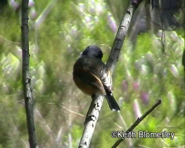 Капский батис (capensis) - ML201015361