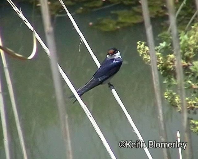 White-throated Swallow - ML201015381