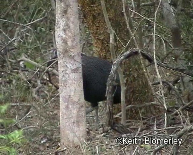 Southern Crested Guineafowl - ML201015431