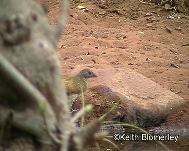 Scaly-throated Honeyguide - ML201015481