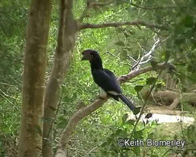 Trumpeter Hornbill - ML201015491