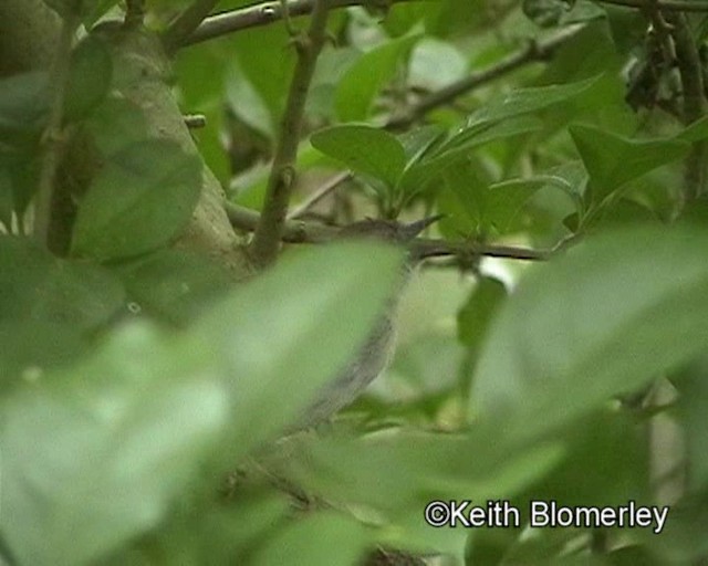 Green-backed Camaroptera (Green-backed) - ML201015501