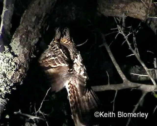 Fiery-necked Nightjar - ML201015521