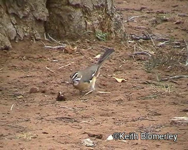 Bearded Scrub-Robin (Bearded) - ML201015551