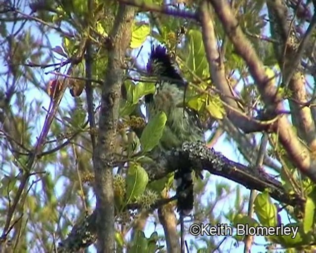 Haubenbartvogel - ML201015561